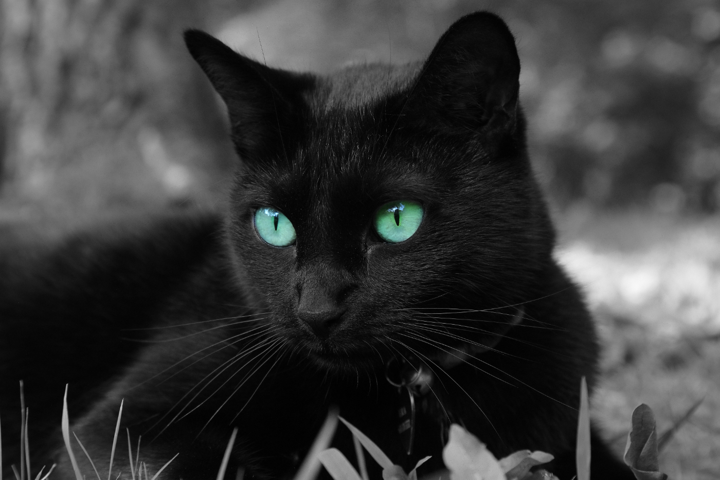 2019 07 27 HTP 50192ebw eyes 2 acd